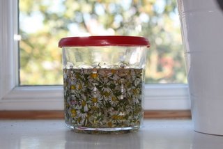 Pâquerette (Bellis perennis) - Huile de macération