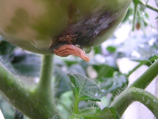 Nécrose apicale chez la tomate ou