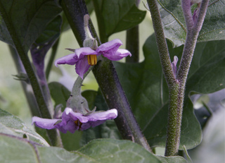 Aubergine au stade floraison