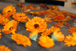 Séchage de fleurs de calendula