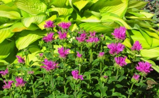 Monarde hybride 'Petite Delight' et Hosta