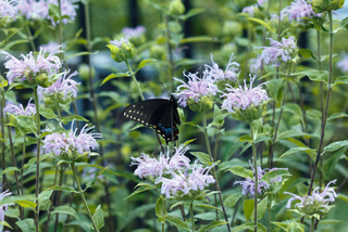 Monarde - Monarda fistulosa