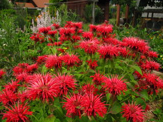 Monarde - Monarda