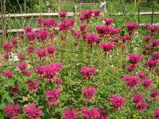 Monarde