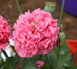 Papaver somniferum 'Pink Chiffon' - Pavot somnifère