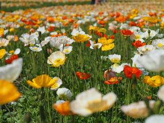 Pavot d'Islande - Papaver nudicaule