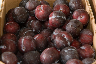 Prune 'Black Amber'
