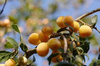 Prune Mirabelle