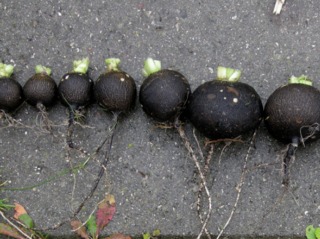 Radis noirs ronds d'hiver