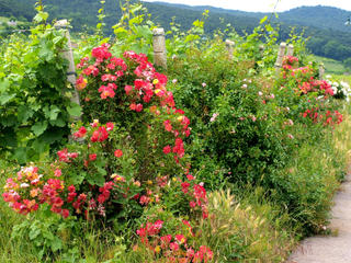 Des rosiers devant les rangs de vignes
