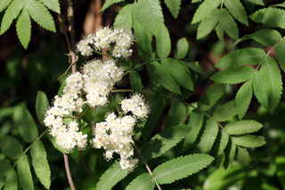Fleurs de sorbier - Sorbus aucuparia