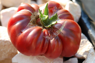 Eclatement d'une tomate