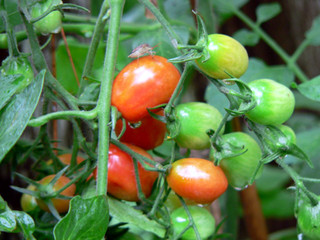 Grappe de tomates