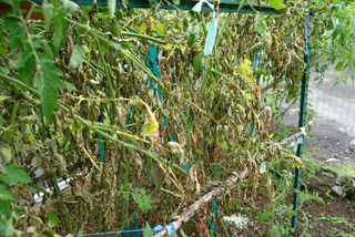 Plants de tomates atteints de mildiou