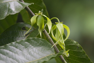 Fleurs d'ylang ylang