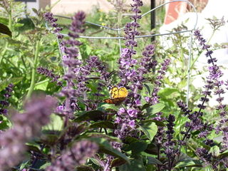 Basilic vivace en fleurs