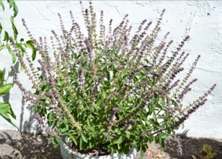 Basilic vivace cultivé en pot