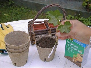 Bouture trempée dans l'hormone de bouturage
