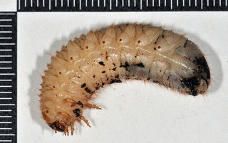 Larve de cétoine dorée - Cetonia aurata