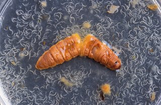 Cadavre de chenille laissant échapper des milliers de nématodes