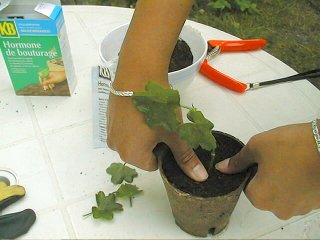 Bouturage d'un géranium en godet