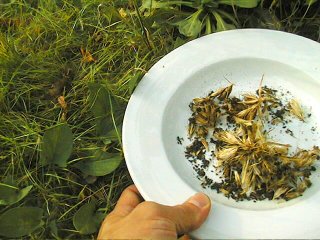 Graines du jardin dans une assiette