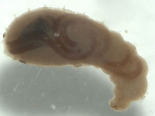 Larve de fourmi parasitée par des nématodes
