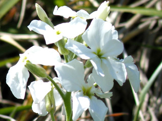 Matthiola incana, giroflée d'été blanche