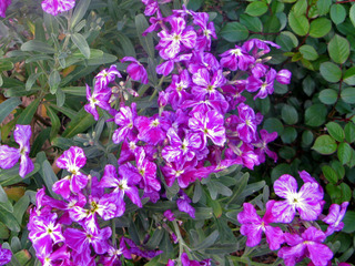 Matthiola incana, la giroflée d'été