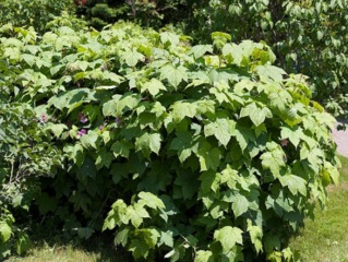 Ronce d'ornement - Rubus odoratus