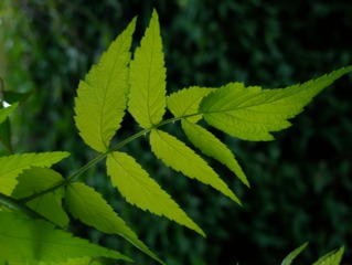 Rubus cockburnianus 'Golden Vale'