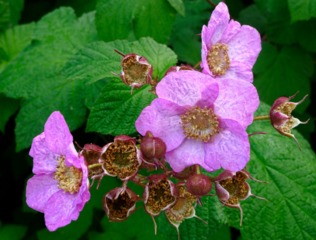 Rubus odoratus - Fleurs