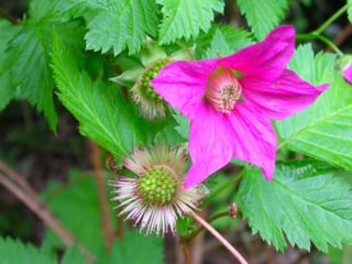 Rubus spectabilis