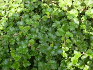 Rubus tricolor