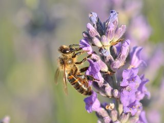 Abeille butinant une lavande