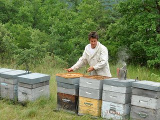Entretien des ruches par l'apiculteur