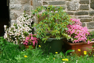 Azalées en fleurs et rhododendron en pots