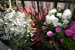 Composition d'automne : bruyère, cinéraire maritime, asters