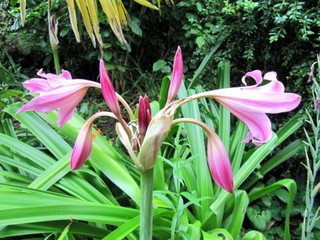 Crinum x powellii