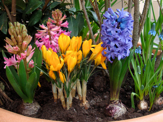 Potée de crocus, jacinthes et muscaris