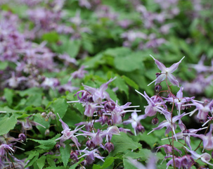 Epimedium grandiflorum