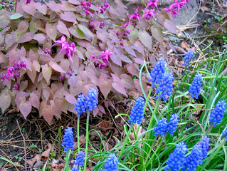 Epimedium et muscari