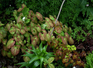 Epimedium x versicolor 'Sulphureum' - Feuillage (au centre)