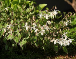 Epimedium 'Bandit'