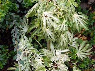 Fatsia japonica 'Spider's Web'