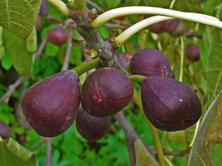 Figues mûres