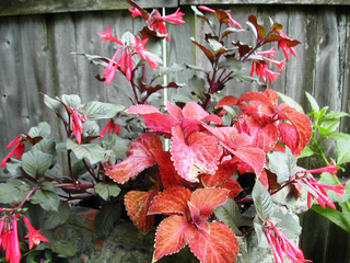 Contraste de couleurs - Fuchsia et Coleus