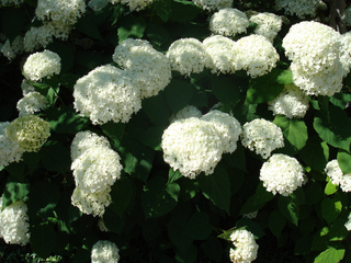 Hydrangea arborescens 'Annabelle'