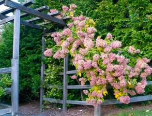 Hydrangea paniculata 'Grandiflora'