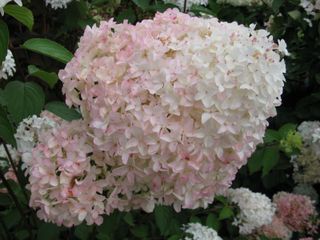 Hydrangea paniculata 'Little Lamb'